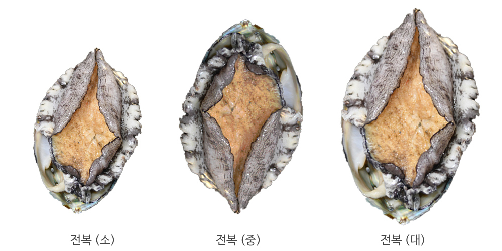 전복3마리 싱싱해보이며 소전복 중전복 대전복을 비교하였습니다. 